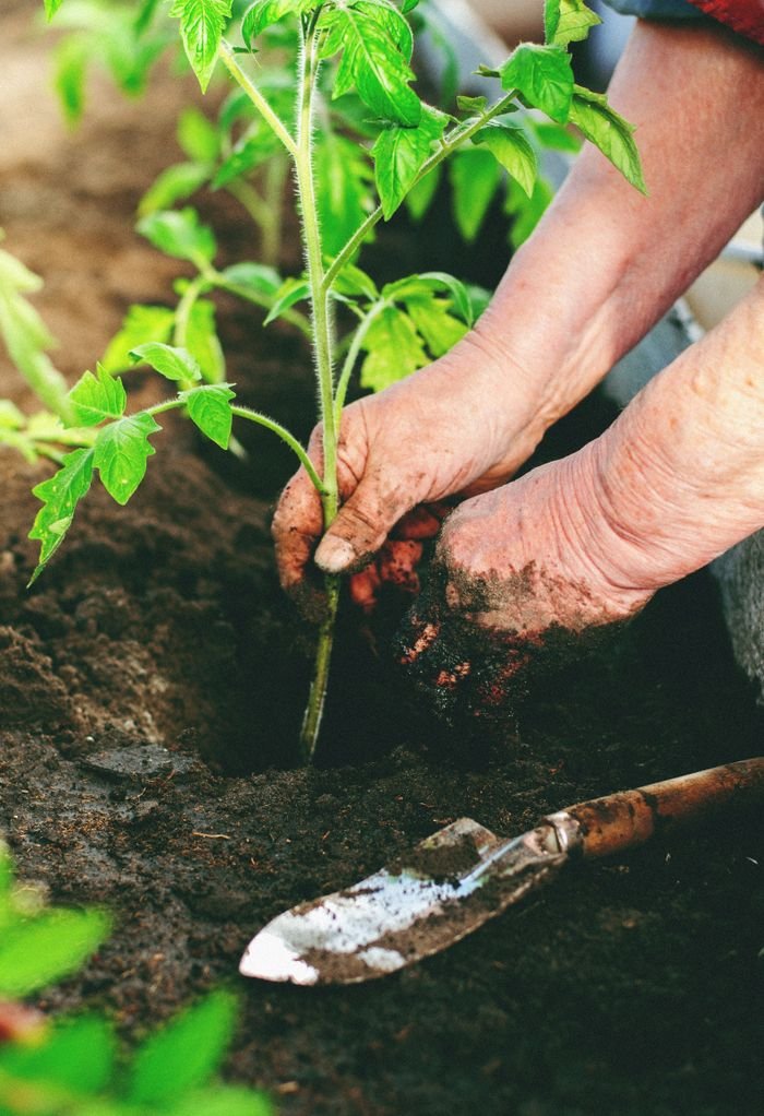 Hands planting a tomato seedling in rich soil, symbolizing growth and sustainability.