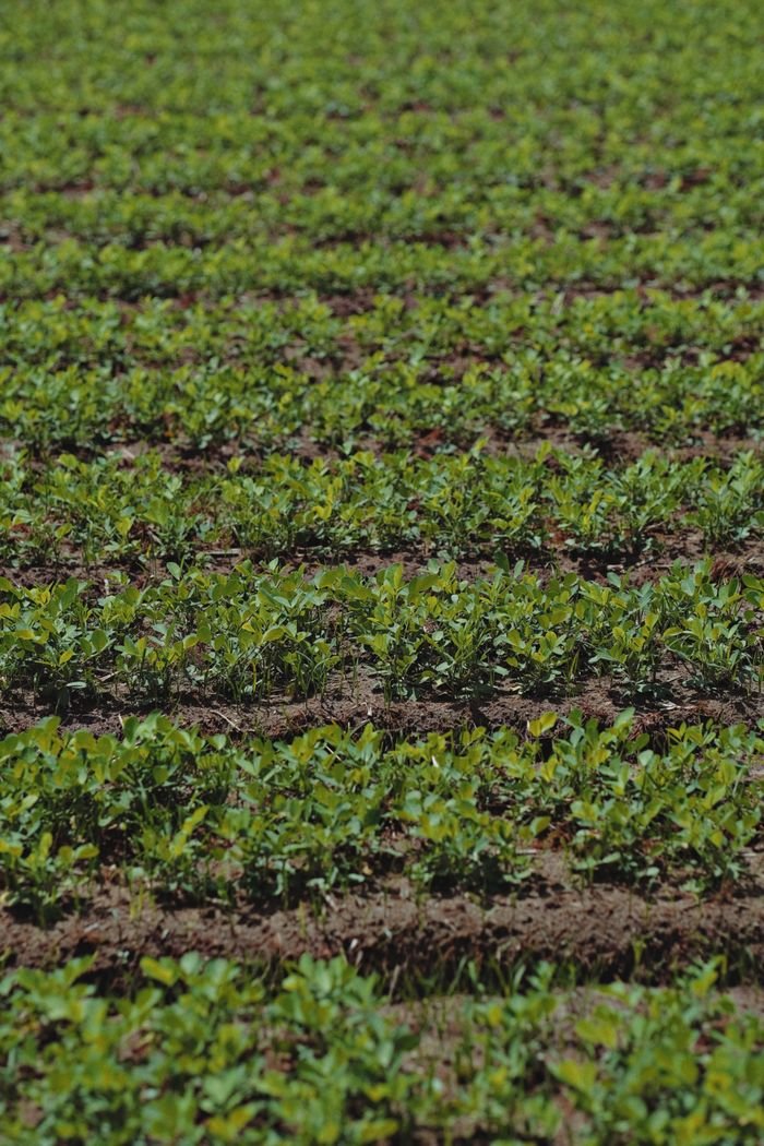 Vibrant green crop rows in an outdoor agricultural field under daylight.