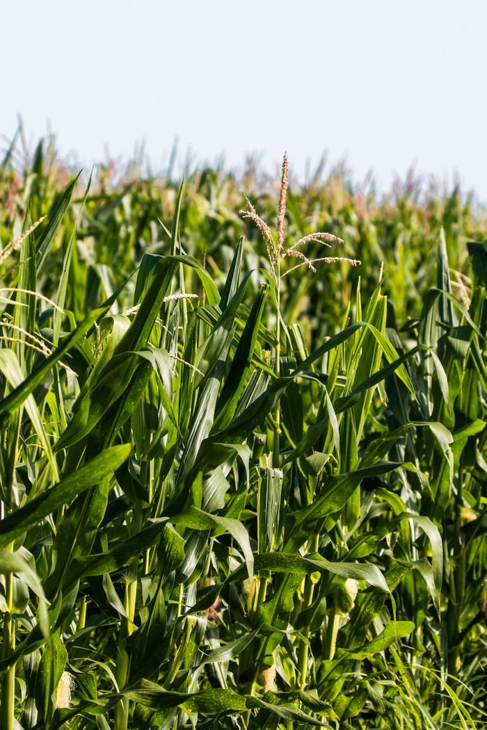 Close-up view of a vibrant cornfield with tall, green stalks under clear daytime sky.