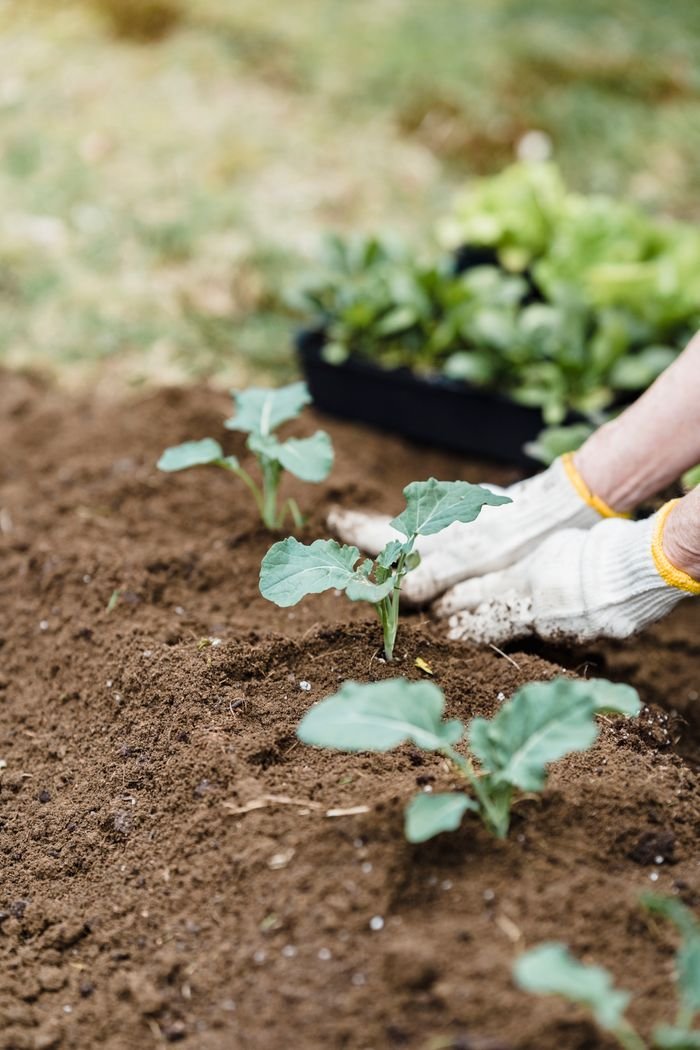 Crop anonymous gardener in gloves planting seedlings into soil on garden bed while cultivating soil in countryside on summer day
