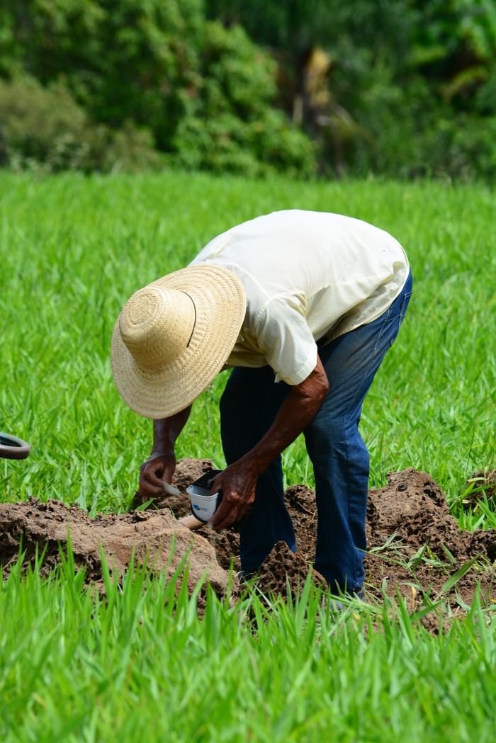 A farmer wearing a sunhat planting crops in a vibrant green field on a sunny day.