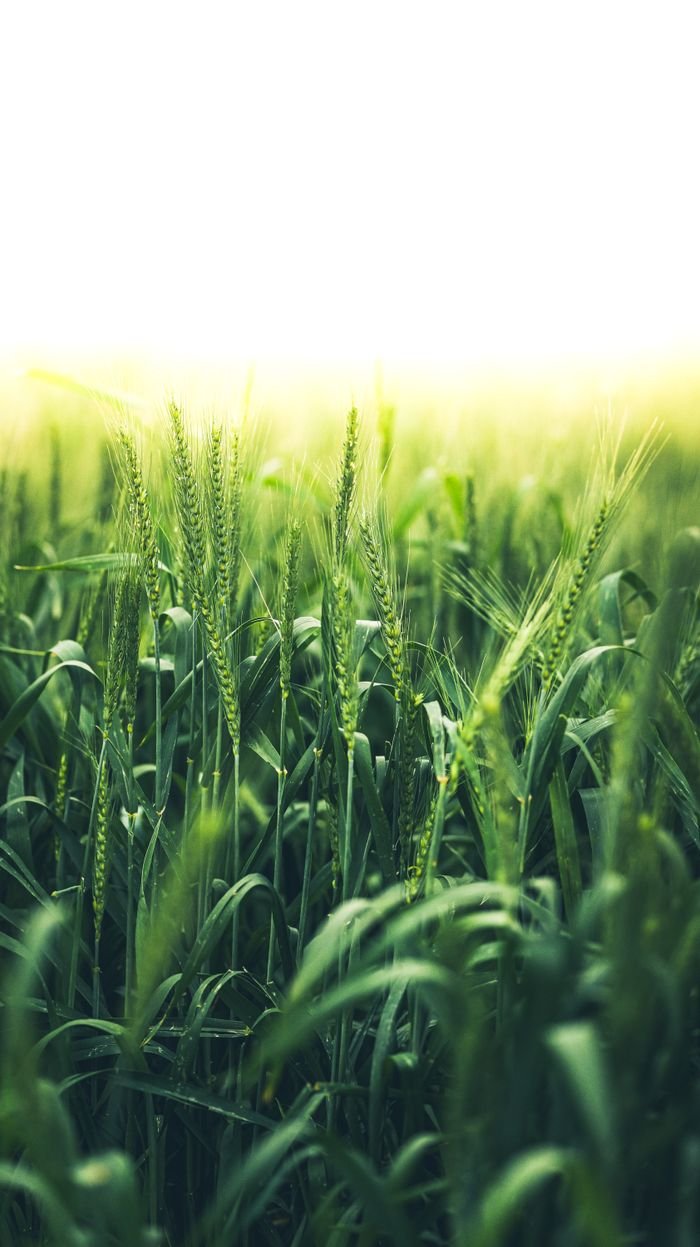 Close-up of a lush green wheat field illuminated by the soft light of sunrise, creating a serene natural scene.