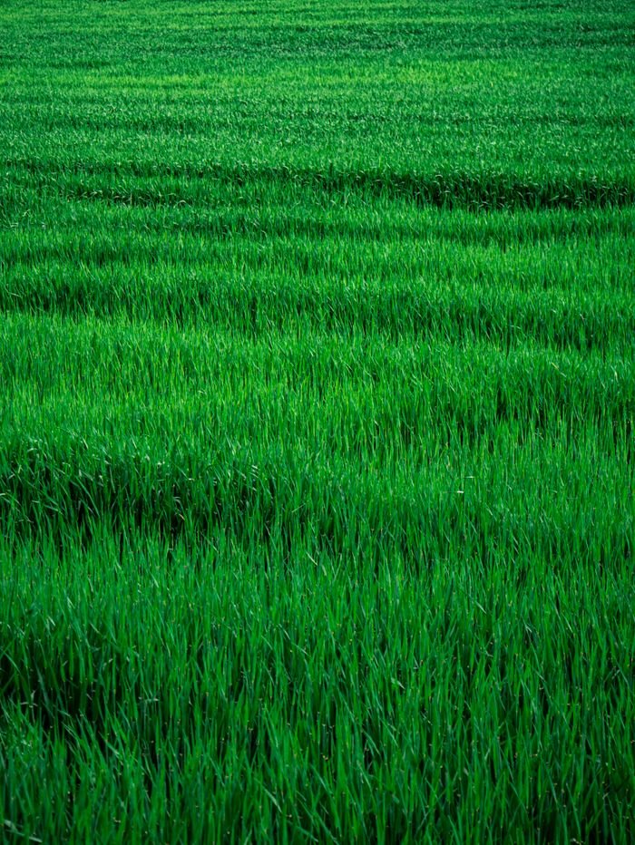 Vibrant green grass field capturing the essence of spring, perfect for nature themes.